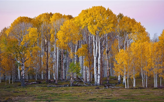 birch-trees-yellow-foliage-autumn_m