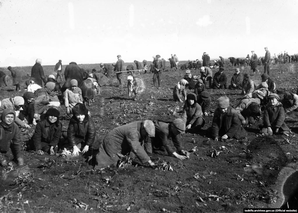 Збір мерзлої картоплі на полі колгоспу імені Д.Бєдного село Удачне Гришинського району Донецької області, 1933 рік