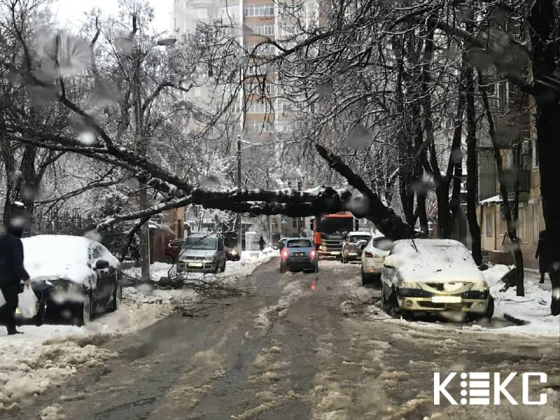 Фото: КЕКС/Дерево, що впало на вулиці Довженка