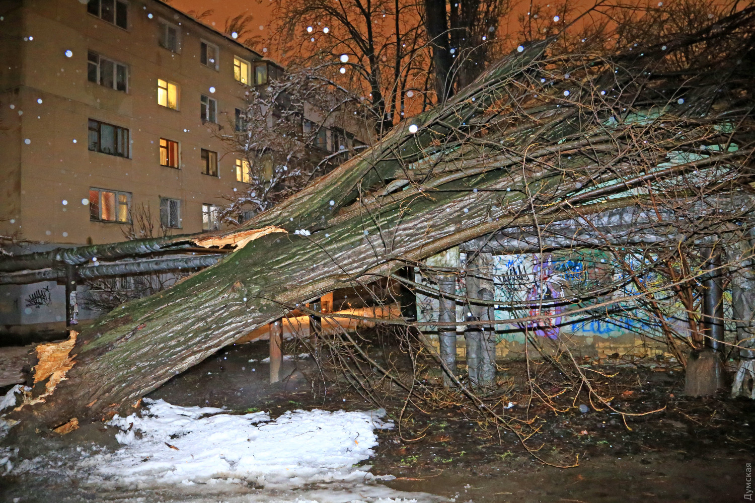 Дерево пошкодило теплотрасу. Фото: Сергій Смоленцев