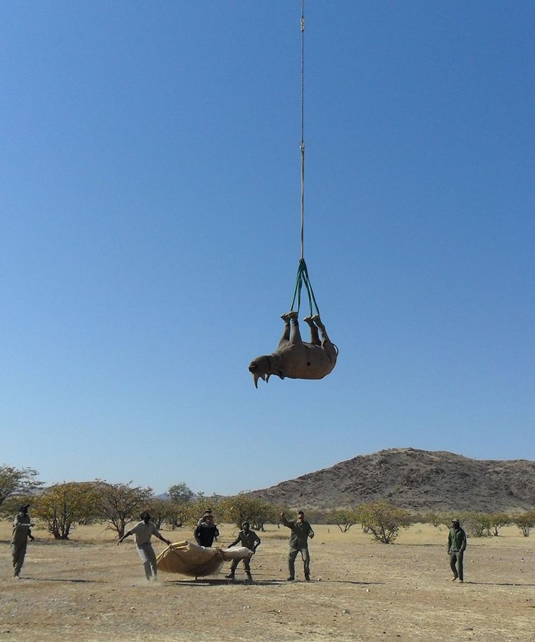 Носорогов подвешивают за ноги/Фото: Namibian Ministry of Environment