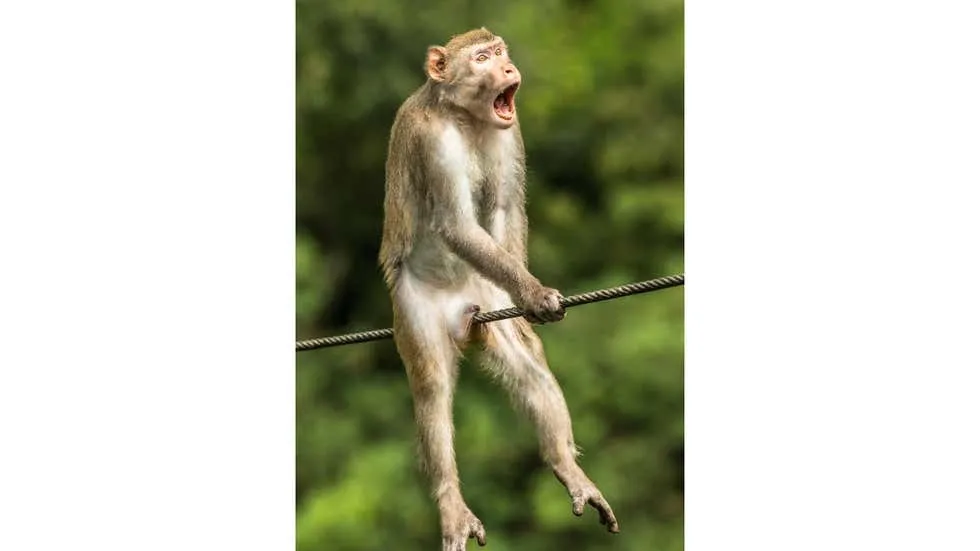 Фотография обезьяны, которая выиграла в конкурсе. Фото: Ken Jensen/Comedy Wildlife Photography Awards 2021