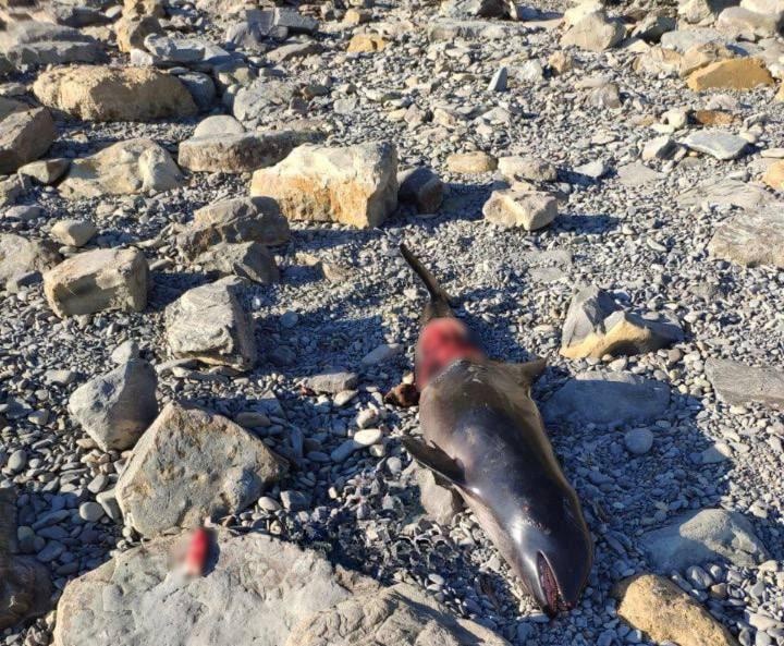 Понівечене тіло дельфіна залишилося лежати на пляжі