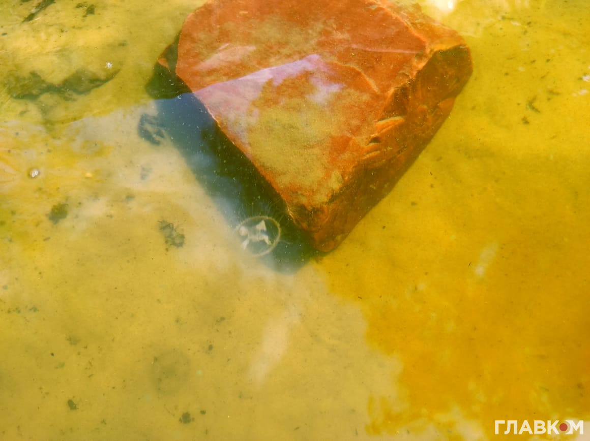 Факт появи медуз у Дніпрі свідчить про серйозну екологічну проблему. Фото: Станіслава Груздєва, «Главком»