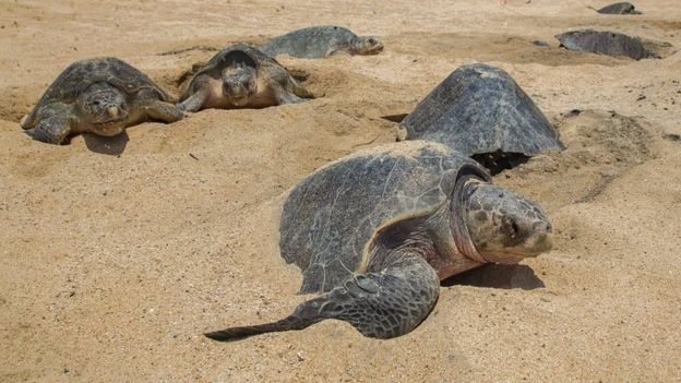 Оливковые черепахи кладут яйца на побережье Мексики (фото: AFP)