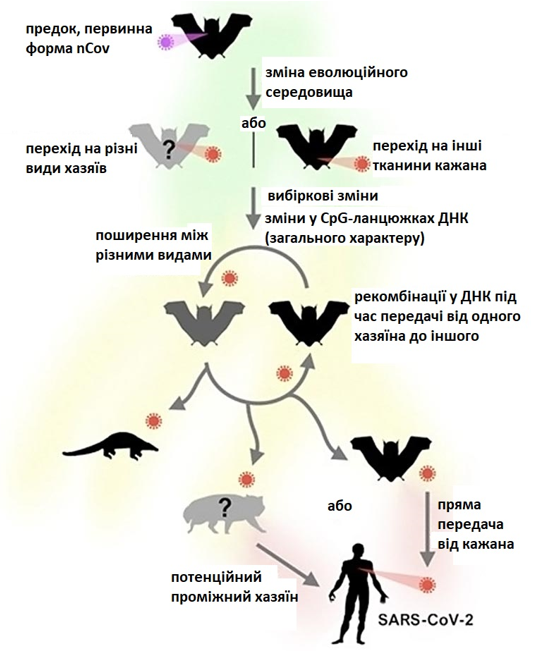 Схема запропонованої науковцями еволюційної історії nCoV та можливі події, що призвели до поширення SARS-CoV-2 серед людей (nCoV – скорочена форма з англ. novel coronavirus, новий коронавірус)