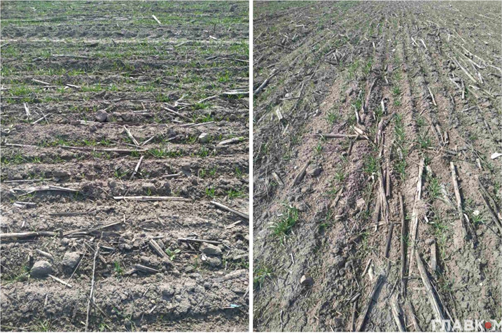 Такий вигляд мали посіви озимої пшениці в господарствах під Києвом навесні 2020 року (фото: «Главком»)