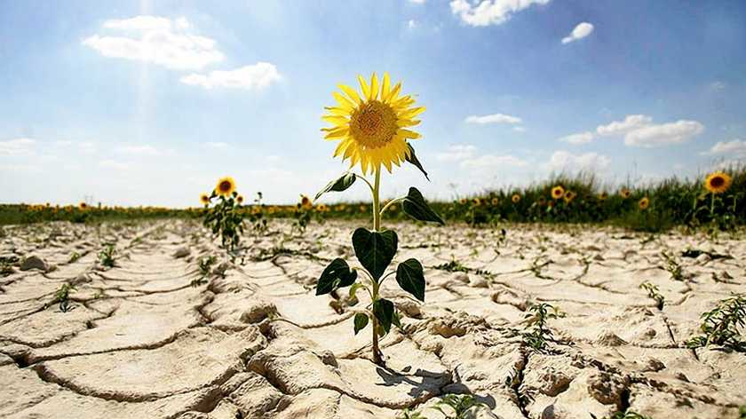 Аграрный сектор – самая большая жертва изменения климата (фото из открытых источников)