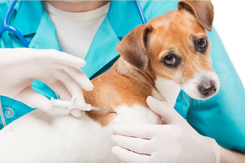 Коли новоспечений хазяїн вперше веде щеня йде до ветеринара, лікар завжди реєструє тварину (фото: depositphotos)