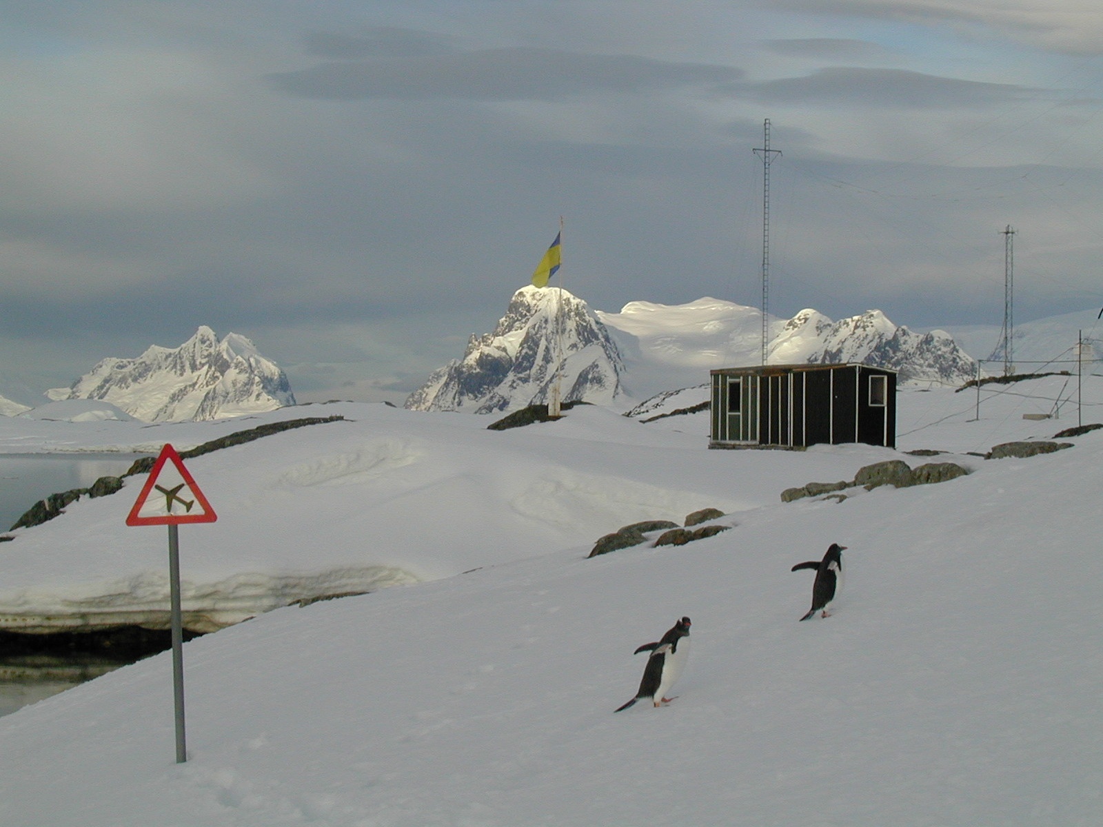 Пінгвіни - часті гості на українській станції в Антарктиді