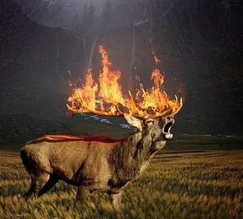 Вогонь вбиває тварин. Фото twitter.com/firefly_helenim