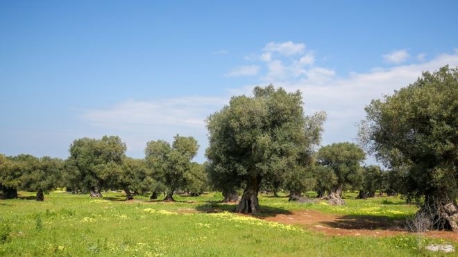 Через зростання світових температур в Іспанії можуть постраждати оливкові дерева