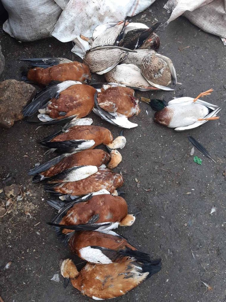 Загиблі птахи Фото: Головне управління Держпродспоживслужби в Херсонській області