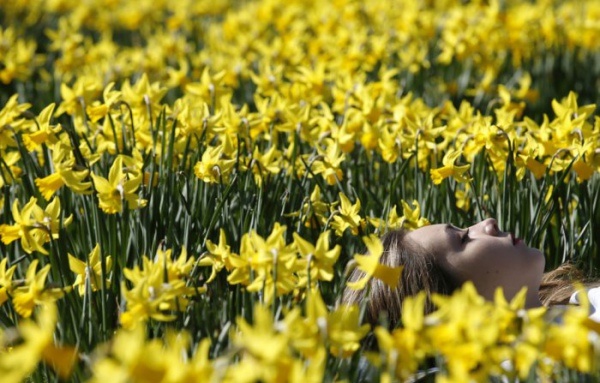 Девушка лежит посреди лужайки нарциссов в Лондоне, Великобритания
