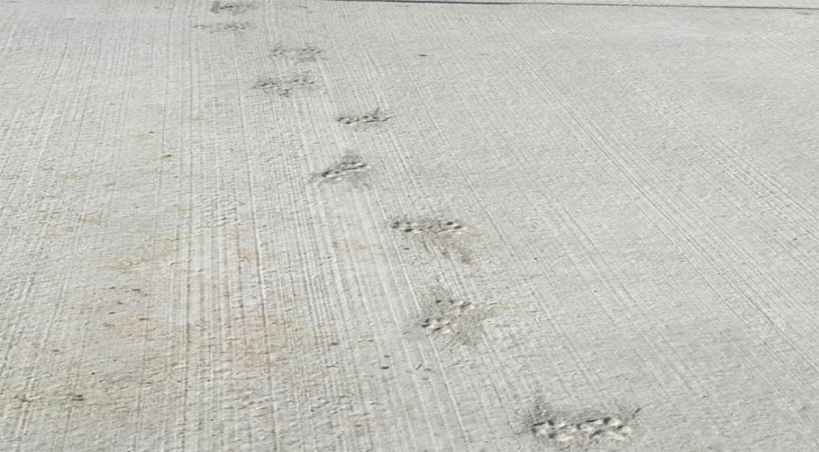 Стан бетонного покриття рульових доріжок аеропорту «Херсон» після реконструкції (відбитки кінцівок живих істот). Фото Рахункової палати