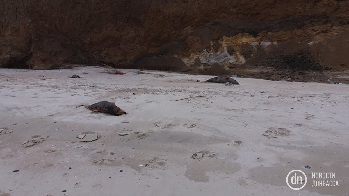 Мертві дельфіни на узбережжі