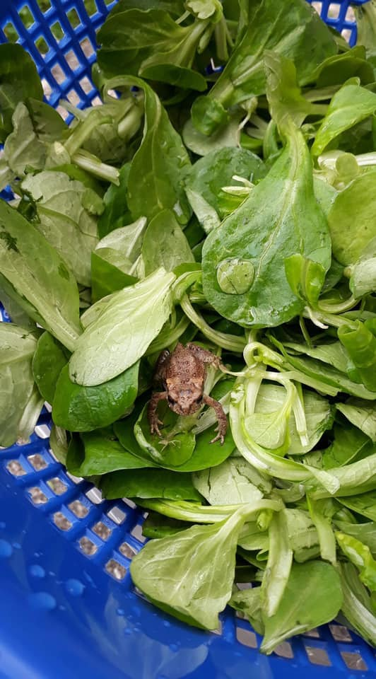 Лягушка в салате
