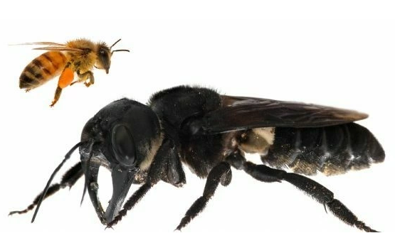 Пчела Уоллеса в сравнении с обычной пчелой