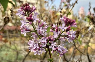 У одному з районів Києва посеред зими розцвів бузок (фото)