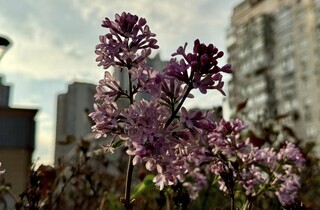 У одному з районів Києва посеред зими розцвів бузок (фото)