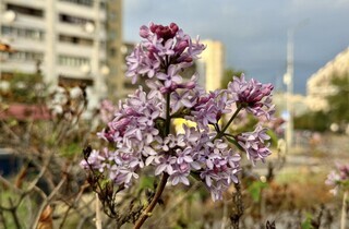 У одному з районів Києва посеред зими розцвів бузок (фото)