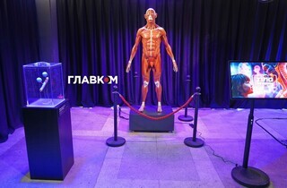 «Тіло людини». У Києві відкрилася масштабна інтерактивна виставка (фоторепортаж)