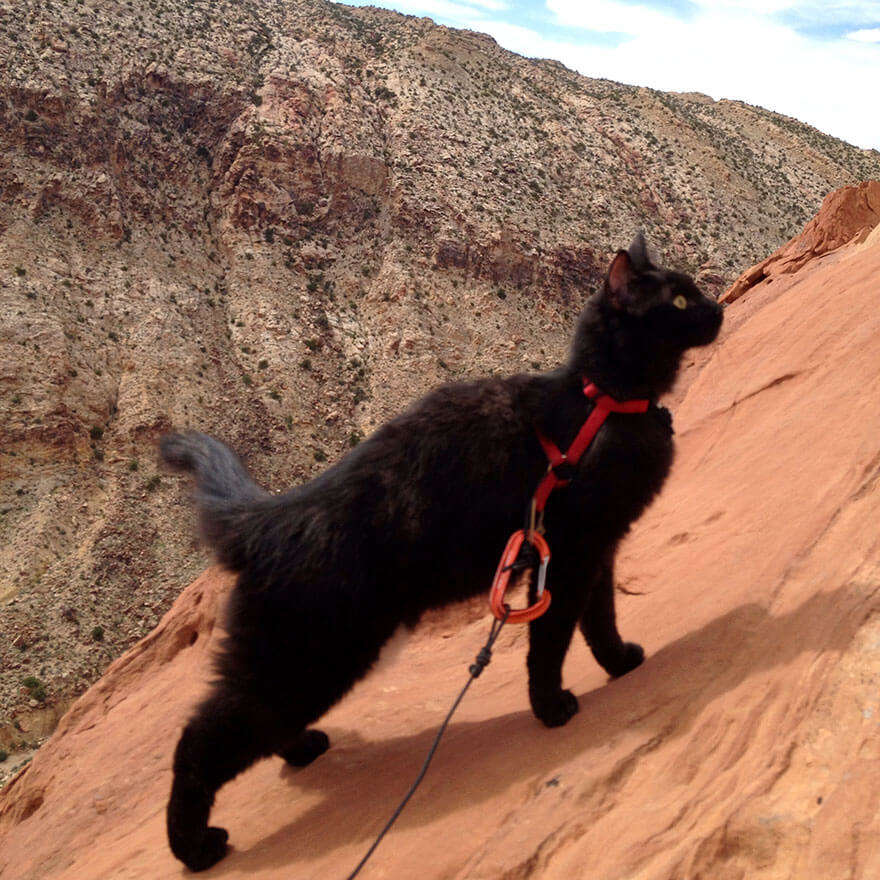 Покорила горы: фотографии кошки-альпинистки взорвали сеть