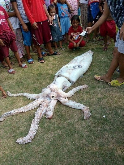 Рибалки на Філіппінах впіймали гігантського кальмара