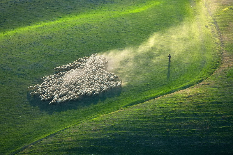 Живописные поля Италии: стада овец и прочая пасторальная красота (фото 6)