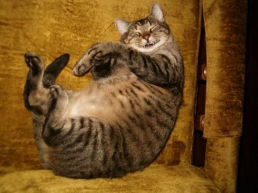 Самые довольные кошки в Интернете (фото 2)