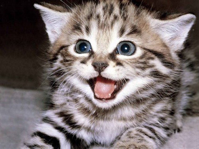 Самые довольные кошки в Интернете (фото 8)