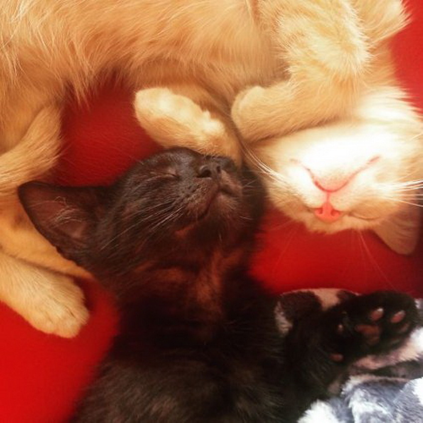Самые довольные кошки в Интернете (фото 11)