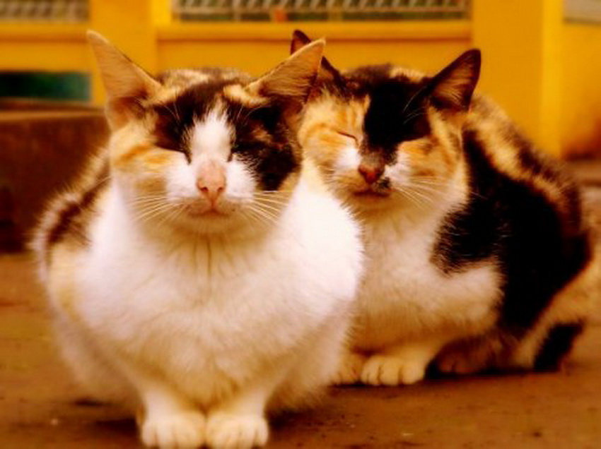 Самые довольные кошки в Интернете (фото 16)